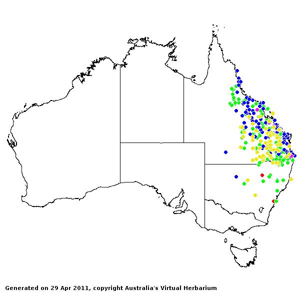 Leptochloa decipiens AVH 2011