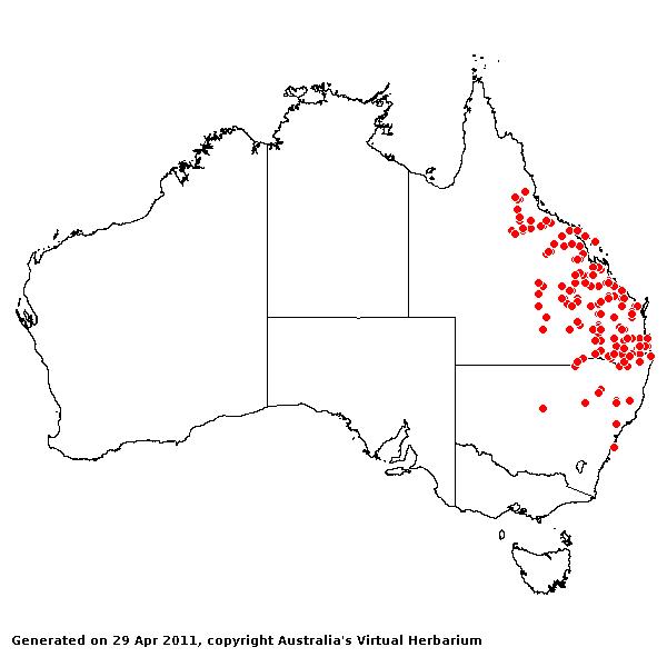 Leptochloa decipiens subsp, asthenes AVH 2011