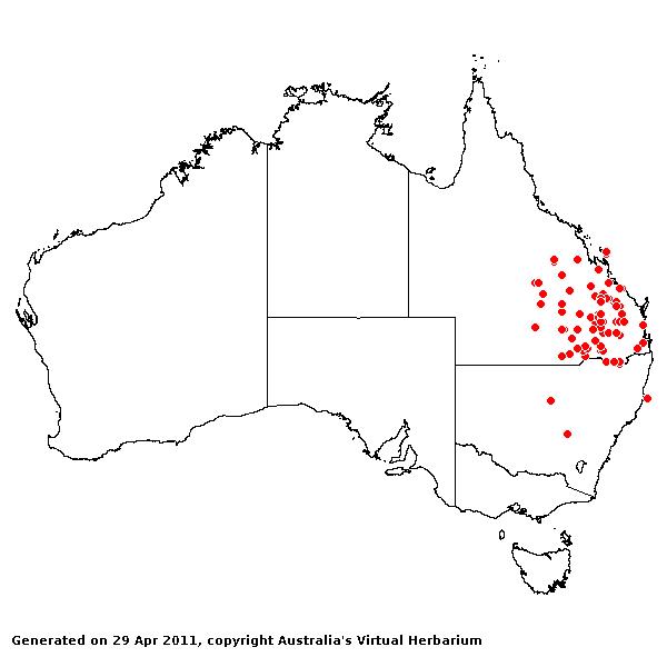 Leptochloa decipiens subsp. peacockii AVH 2011
