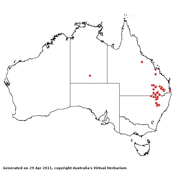 Leptochloa divaricatissima AVH 2011