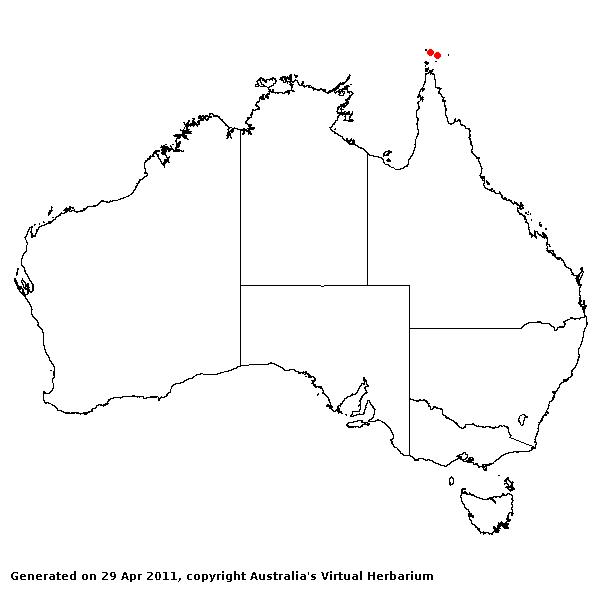 Leptochloa simoniana AVH 2011