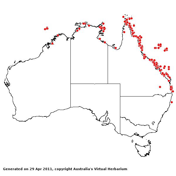 Lepturus repens AVH 2011