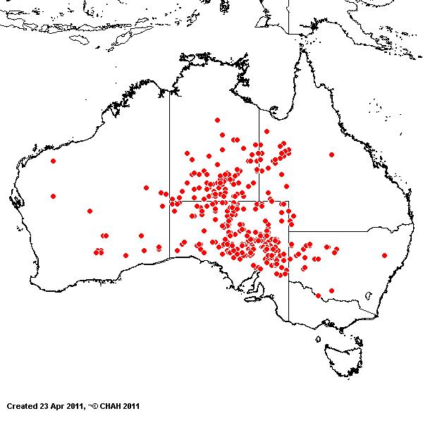 Enneapogon cylindricus AVH 2011