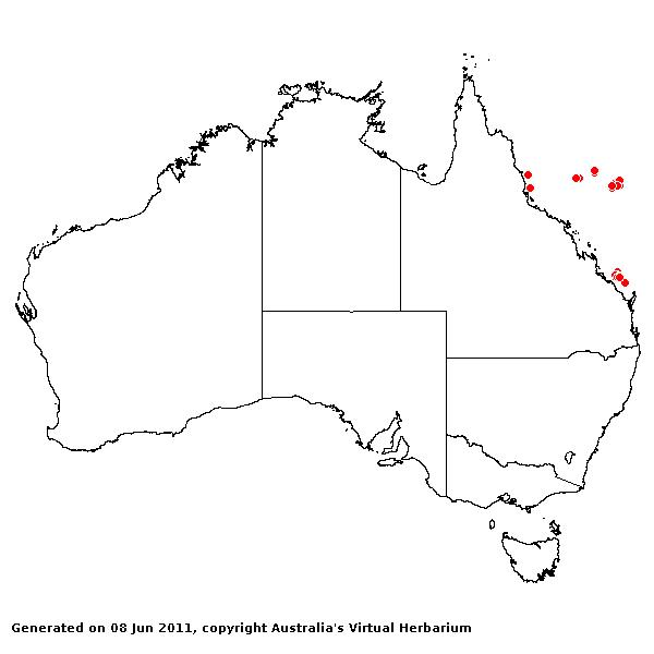 Stenotaphrum micranthum AVH 2011