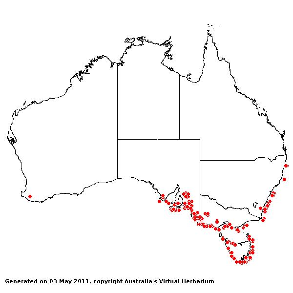 Lachnagristis billardieri subsp. billardieri AVH 2011