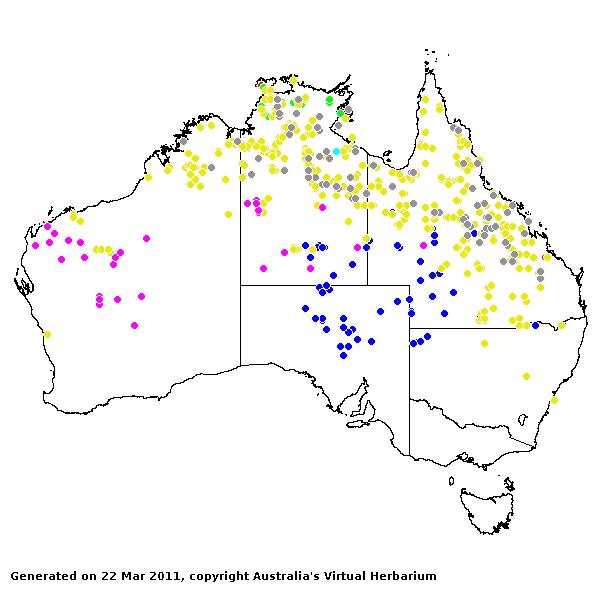 Brachyachne AVH 2011