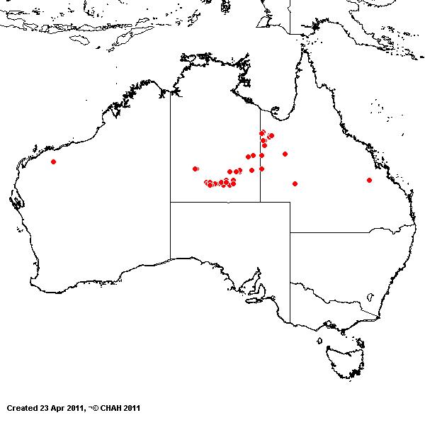 Enneapogon eremophilus AVH 2011