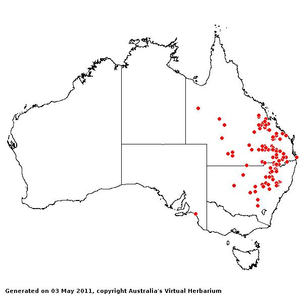 Panicum buncei AVH 2011