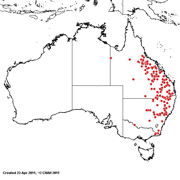 Enneapogon gracilis AVH 2011