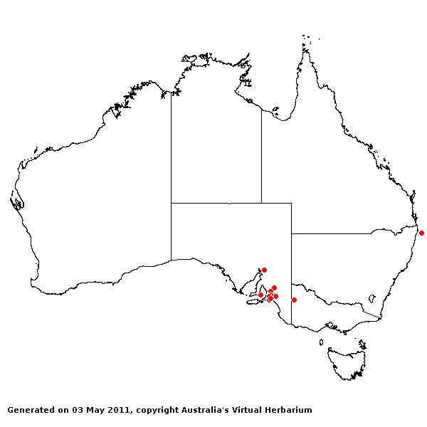 Panicum capillare var. brevifolium AVH 2011