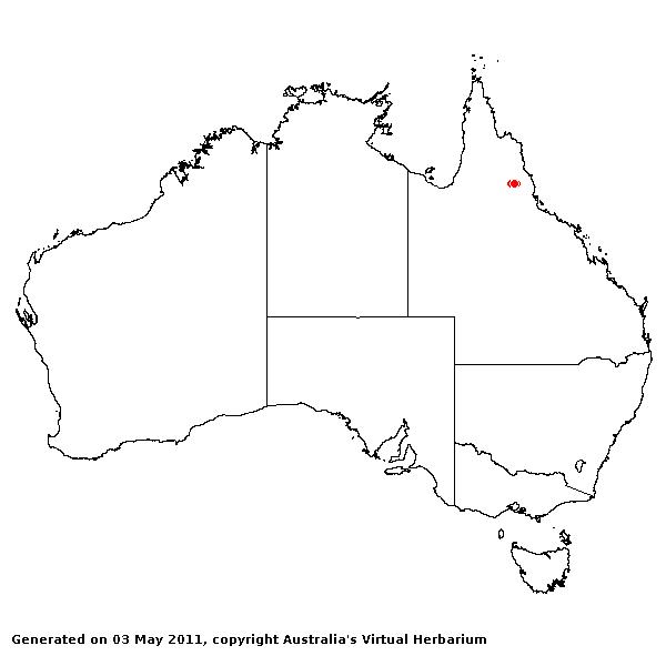Panicum chillagoanum AVH 2011