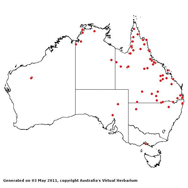 Panicum decompositum var. tenuius AVH 2011