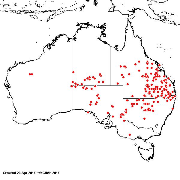 Enneapogon intermedius AVH 2011