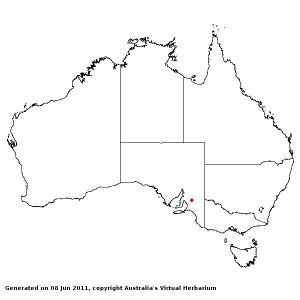 Taeniatherum caput-medusae AVH 2011