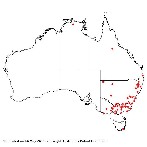 Panicum gilvum AVH 2011
