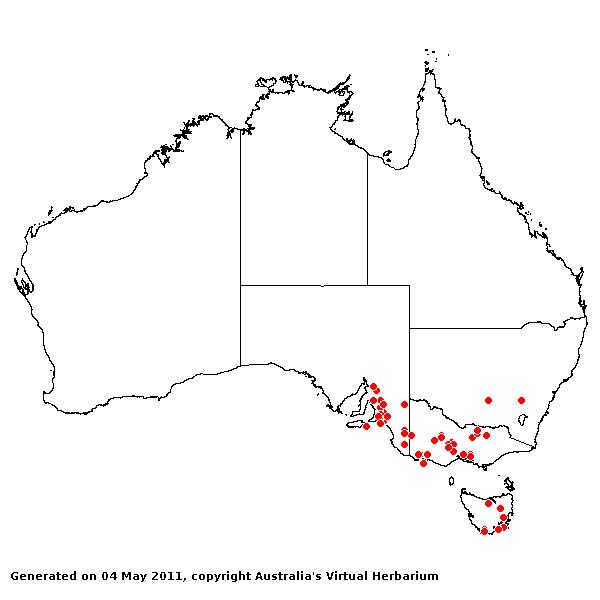Panicum hillmanii AVH 2011