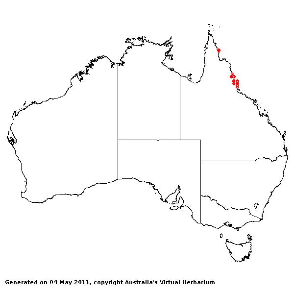 Panicum incomtum AVH 2011