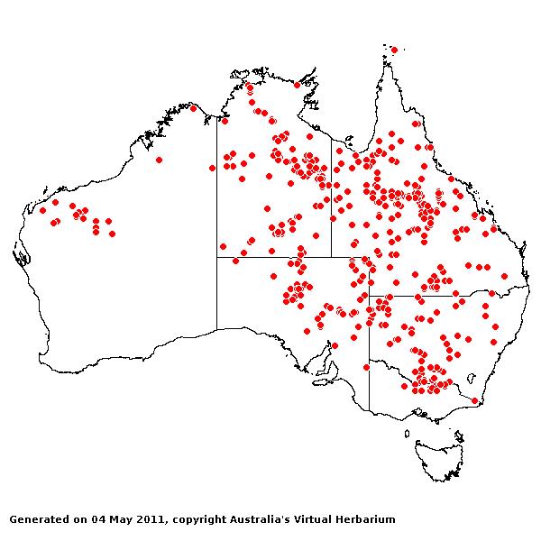 PAnicum laevinode AVH 2011