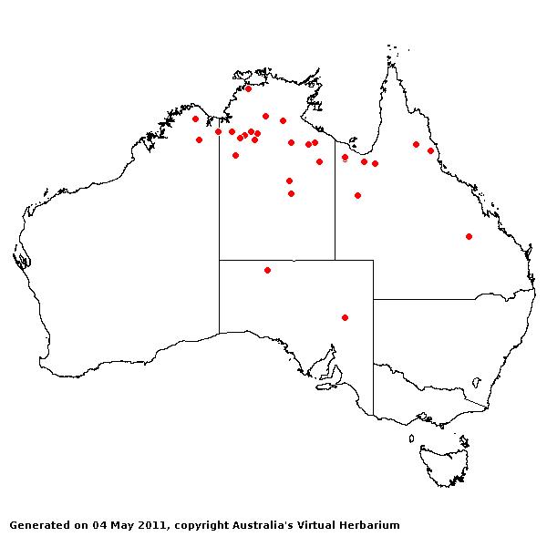 Panicum latzii AVH 2011