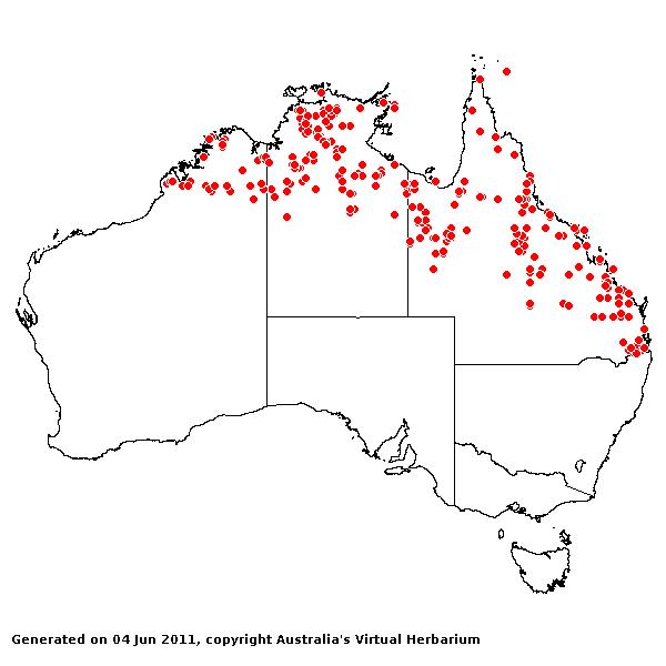 Sehima nervosum AVH 2011