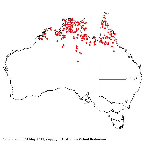 Panicum mindanaense AVH 2011