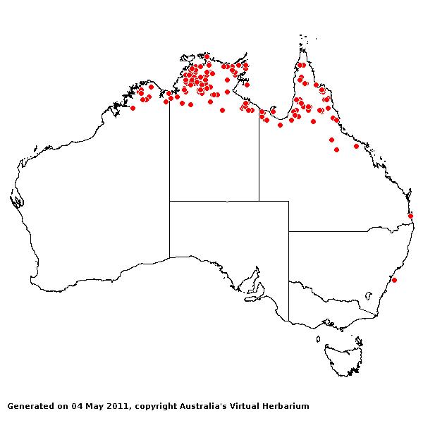 Panicum trachyrhachis AVH 2011