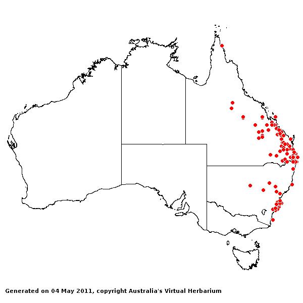 Paspalidium criniforme AVH 2011