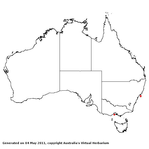 Panicum racemosum AVH 2011