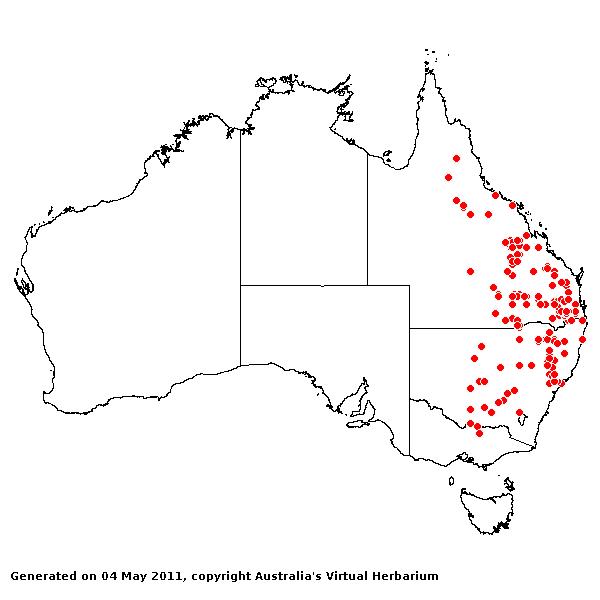 Panicum queenslandicum var. queenslandicum AVH 2011
