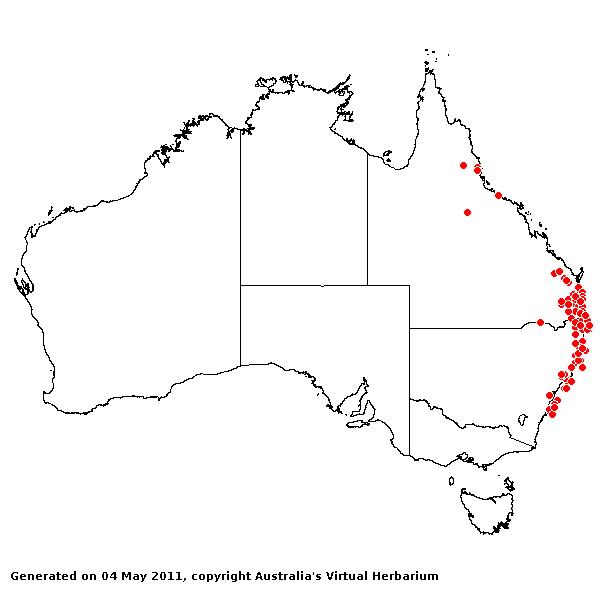 Panicum pygmaeum AVH 2011