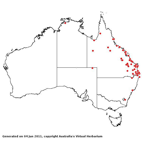 Sorghum arundicaeum AVH 2011