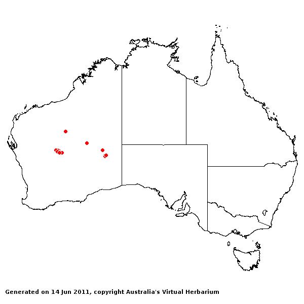 Triodia concinna avh
