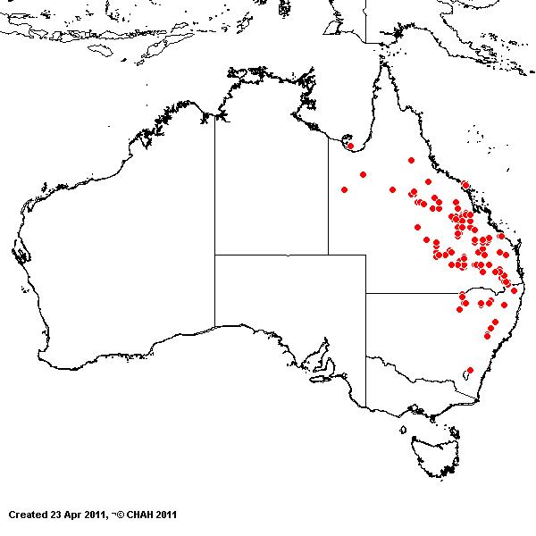 Enneapogon truncatus AVH 2011