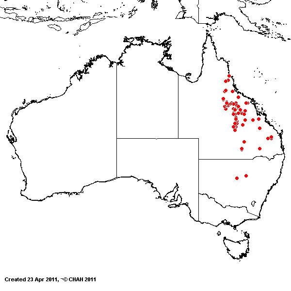 Enneapogon virens AVH 2011