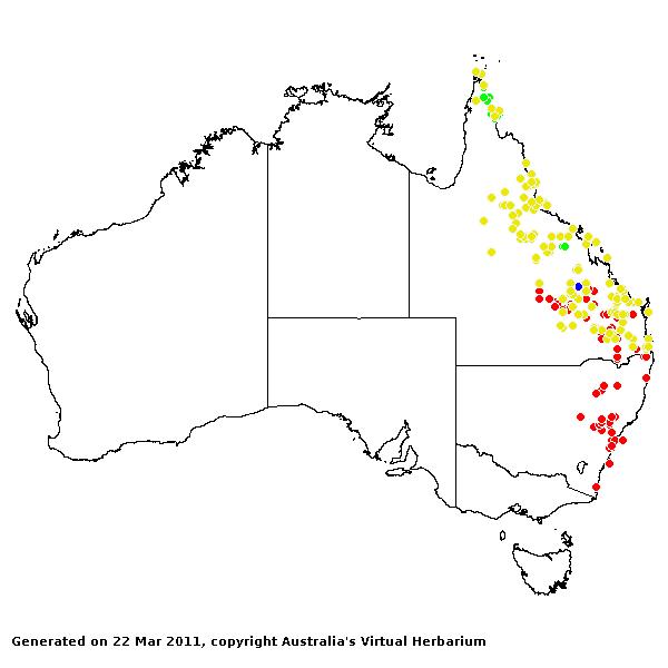 Cleistochloa AVH 2011