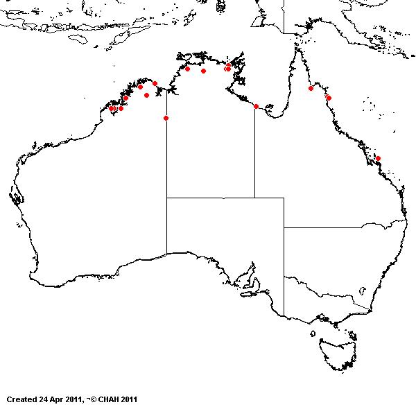 Enteropogon dolichostachyus avh