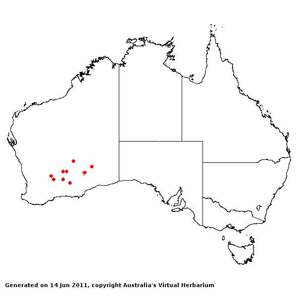 Triodia desertorum AVH 2011