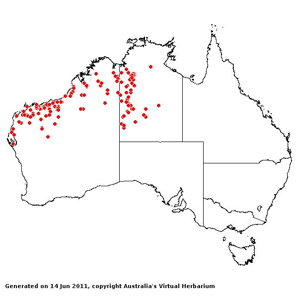 Triodia epactia AVH 2011