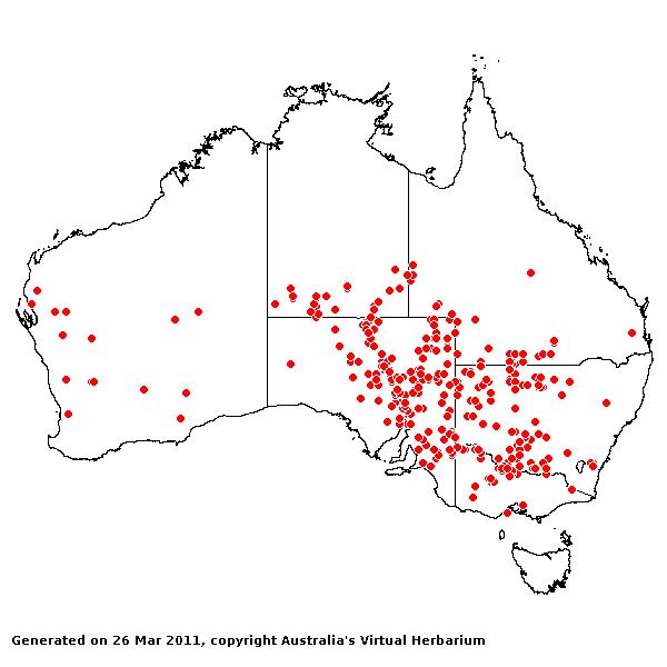 Eragrostis australasica AVH 2011
