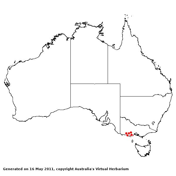 Poa sallacustris AVH 2011