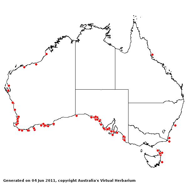Spinifex hirsutus AVH 2011