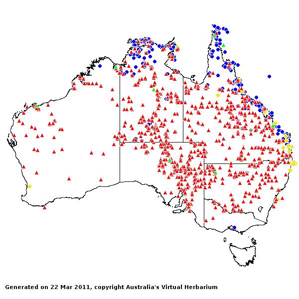 Dactyloctenium AVH 2011