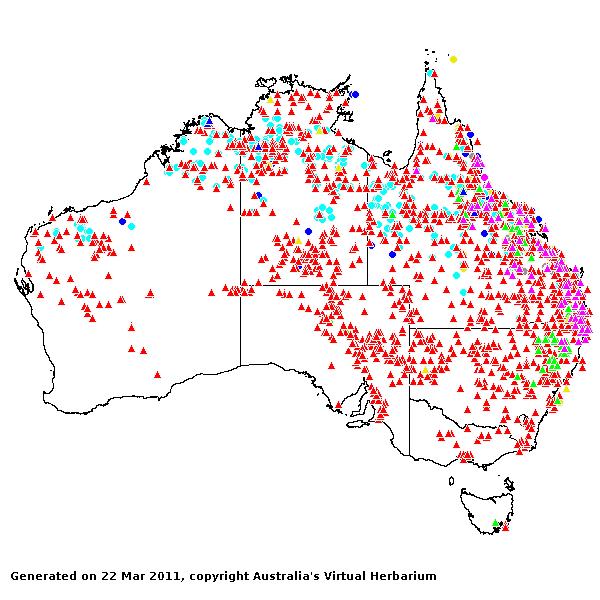 Dichanthium AVH 2011