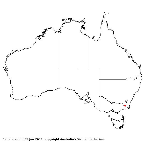 Rytidosperma vickeryae AVH 2011