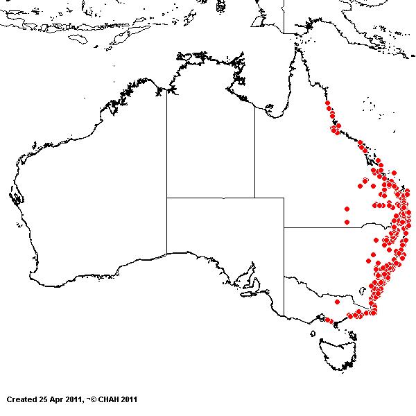 Entlosia stricta AVH 2011
