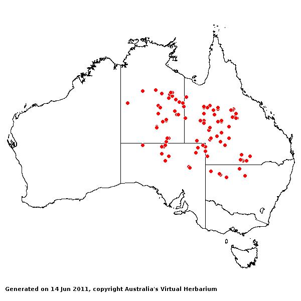 Uranthoecium truncatum AVH 2011
