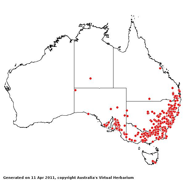 Bothriochloa macra | AusGrass3