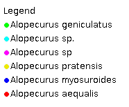 Alopecurus species AVH 2011