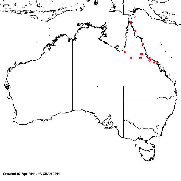 Arthragrostis deschampsioides AVH 2011