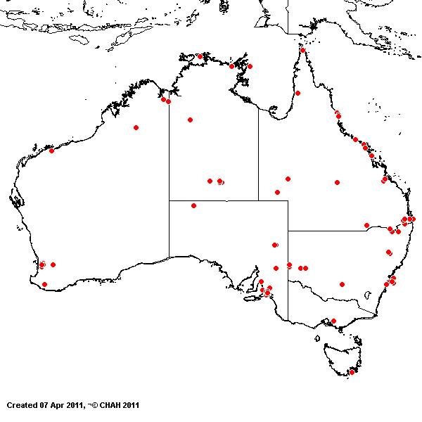 Arundo donax AVH 2011